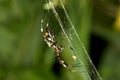 Orb-weaver Silver Argiope Royalty Free Stock Photo