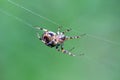 Orb Weaver Spider Royalty Free Stock Photo