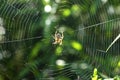 Orb Weaver Spider Royalty Free Stock Photo