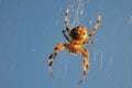 Orb-weaver spider