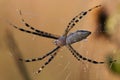 Orb weaver spider