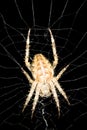 Orb weaver spider