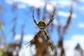 Orb Weaver Spider Against Blue Sky