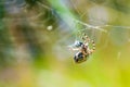 Orb-weaver spider Araneid caught a prey on his spiderweb and starting to tangle it with web threads Royalty Free Stock Photo