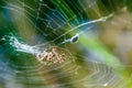 Orb-weaver spider Araneid caught a prey on his spiderweb and tangled it with web threads Royalty Free Stock Photo