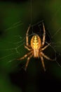 Orb-weaver spider, Araneidae , Aarey Milk Colony , INDIA Royalty Free Stock Photo