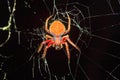Orb-weaver spider, Araneidae , Aarey Milk Colony , INDIA Royalty Free Stock Photo