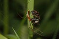 Orb-weaver spider (Araneidae) Royalty Free Stock Photo