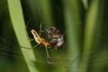 Orb-weaver spider (Araneidae) Royalty Free Stock Photo