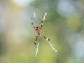 Orb-weaver spider. Sinouk Coffee Resort, Laos Royalty Free Stock Photo