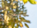 Orb-weaver spider. Sinouk Coffee Resort, Laos Royalty Free Stock Photo