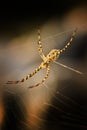 Orb-weaver spider - Argiope lobata