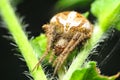 Orb weaver spider at green leaf