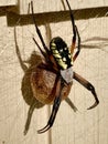 Orb Weaver Spider on her Egg Sac Royalty Free Stock Photo