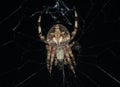 Orb Weaver Spider On Its Web At Night Royalty Free Stock Photo