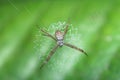 Orb Weaver Spider Royalty Free Stock Photo