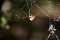 Orb Weaver Spider in a Large Web Royalty Free Stock Photo