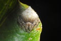 Orb weaver spider hiding at green leaf