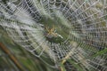 Orb-weaver spider macro photography waterdrop. Royalty Free Stock Photo
