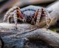 Orb Weaver Spider Royalty Free Stock Photo