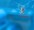 Orb weaver spider in the middle of their web with a blue background