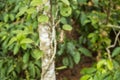 Giant wood spider trapped a mantis in focus