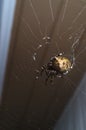 Orb Weaver Spider Night Royalty Free Stock Photo