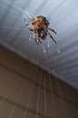 Orb Weaver Spider Night