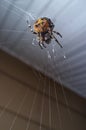 Orb Weaver Spider Night Royalty Free Stock Photo