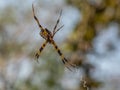 Orb-weaver spider. Sinouk Coffee Resort, Laos Royalty Free Stock Photo