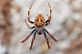 Orb-weaver spider spider, Madagascar wildlife