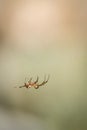 Orb Weaver Spider Traveling Her Web