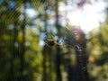 Orb weaver spider weaving it\'s web in the forest during morning sunrise Royalty Free Stock Photo