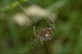 Orb Weaver spider and web Royalty Free Stock Photo