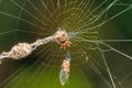 Orb weaver spider with web, Cyclosa confraga, Pune, Maharashtra