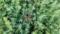 Orb Weaver Spider in a Web Royalty Free Stock Photo