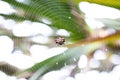 Orb Weaver Spider In Web