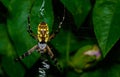 orb weaver spiders Royalty Free Stock Photo