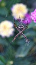 Orb weaver spiders in a web Royalty Free Stock Photo