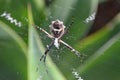Spider Orb weaver in web Royalty Free Stock Photo