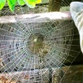 Orb weaver in web