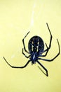 Orb weaver yellow back ground Royalty Free Stock Photo