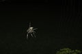 Common Orb weaver Royalty Free Stock Photo