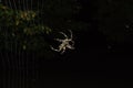 Common Orb weaver Royalty Free Stock Photo