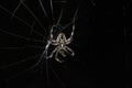 Common Orb weaver Royalty Free Stock Photo