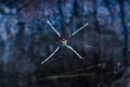 Orb Webs Argiope Spider Royalty Free Stock Photo