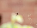 Orb wever spider in web Royalty Free Stock Photo