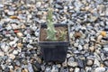 Orbea Hesperidum small plant in a plastic pot