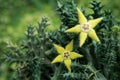 Orbea remota var lutea yellow star shaped flowers. Royalty Free Stock Photo