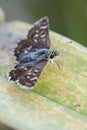 Orbed Red-underwing Skipper - Spialia orbifer Royalty Free Stock Photo